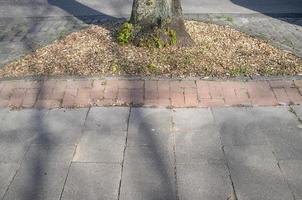 paisajismo en las calles de la ciudad. detalle de pavimento de piedra y tronco de árbol. foto