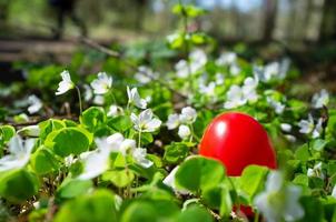 Red Easter egg is hidden in a meadow with white flowers. Christian tradition. photo