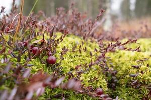 Ripe red cranberry grow in moss in a swamp, against a blurred forest background. Harvest useful berries. photo