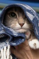 Cat is wrapped in a warm plaid and only one eye is visible. Pet is prepared for fall and winter. Close-up. photo