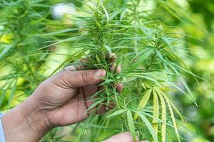 Cannabis, marijuana and Cannabinoids plant, alternative herb medical concept. photo