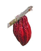 cocoa pod hanging on a tree branch photo