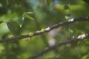 primer plano de la grosella espinosa estrella en el árbol o phyllanthus acidus skeels. manojo de grosella espinosa. phyllanthus acidus, conocido como grosella espinosa otaheite, grosella espinosa campestre, estrella, damisela, grosella, damisela, karamay. foto