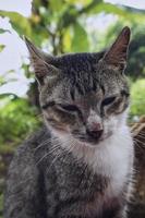 primer plano de un hermoso gato rayado gris. foto