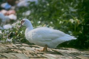 White duck stand on bamboo woven with bokeh background photo