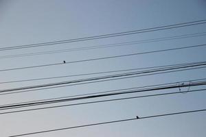 bird on the wire and sky background photo