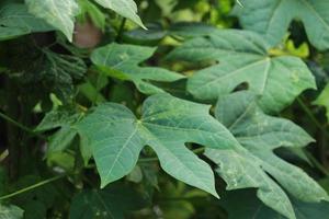 Tree spinach leaf full background photo
