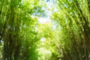 Blurred background image of a bamboo forest arch photo