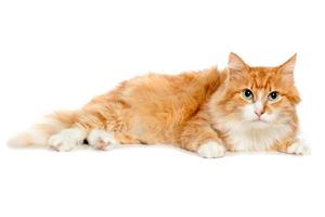 hermoso gato rojo esponjoso. aislado foto