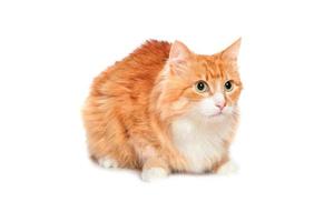 Lovely fluffy red cat. Isolated photo