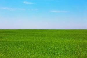 Green plain field photo