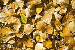 Background from the fallen down yellow autumn leaves photo