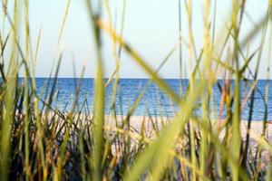 The dark blue sea which is seen through a grass photo