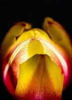 Cerrar macro flor fotografía de tulipán amarillo y rojo brillando desde el interior foto