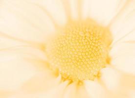 fotografía de flor de color amarillo pastel pálido foto