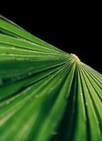 Abstract Green Leaf Photograph photo