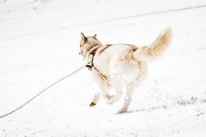 Husky dog run free way back view in winter snowy slopes in ski resort photo