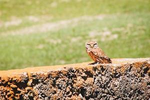 Male owl sit on cement block isolated in green spring nature.Caucasus flora and fauna. Kakheti. VAshlovani national park photo