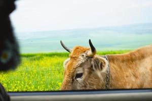 Window view cow pass in meadow field close to vehicle car in Vashlovani national park photo