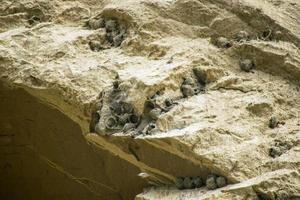 Swallow specie bird nests in VAshlovani national park. Flora fauna in protected areas in Georgia photo