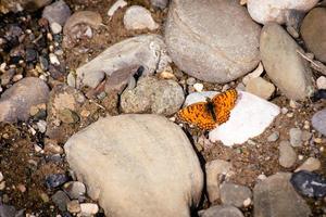 Beautiful butterfly lay on rocks in pantishara area in Vashlovani protected area photo