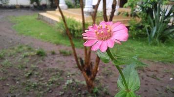 La zinnia común o zinnia elegans es una de las plantas anuales de floración más famosas del género zinia. enfoque selectivo foto