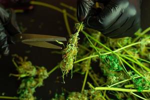 Cannabis processing for commercial use. Prune and trimming of marijuana plant. Man in black gloves using scissors. THC drug medical use. Cannabis buds on black background photo