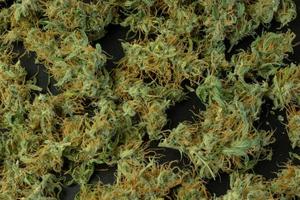 fondo de cannabis, primer plano de cogollos de marihuana, maqueta plana de hierba foto