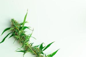 planta de cannabis plana yacía sobre fondo blanco con espacio de copia. vista superior del brote de hierba orgánica. marihuana thc y cbd foto