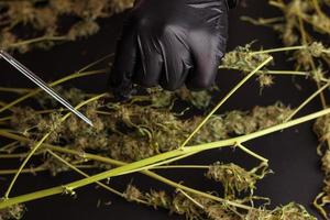 Man trimming weed plants with scissors. Cannabis processing, commercial marijuana business. photo