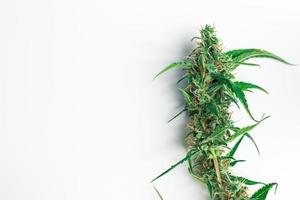 Marijuana weed bud isolated on white background. Cannabis with copy space photo