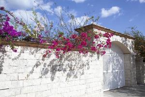 San Miguel Town Fence With Flowers photo