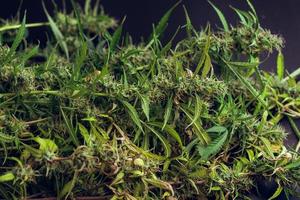 Cannabis plants on black background. Medical marijuana buds close up. Organic weed grow photo