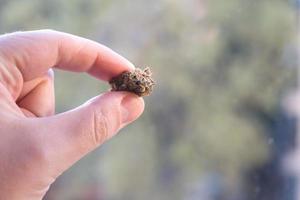 mano que sostiene hierba seca de marihuana para recreación, medicina y tratamiento. flores de cannabis. negocio de las drogas