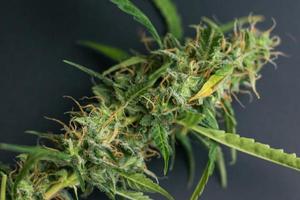 primer plano de brote de planta de cannabis. marihuana con tricomas sobre fondo negro. hierba organica para uso medico foto