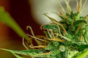 Marijuana bud macro photo, cannabis trichomes, sativa plant. Medical and recreational thc and cbd photo