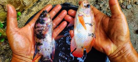 Man holding two oreochromis niloticus or nila fish photo