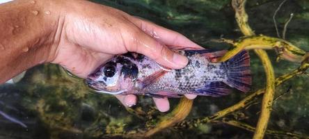 Ikan nila or oreochromis niloticus in hand. photo