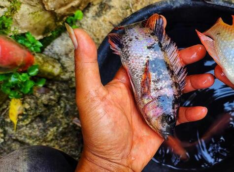 Oreochromis niloticus or nila fish photo