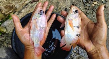Man holding two nila fish or commonly known by the Latin name oreochromis niloticus photo