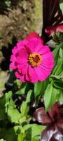 retrato de una flor de zinnia haageana que florece en el jardín foto