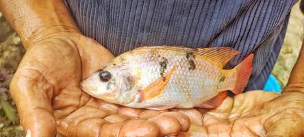 Man holding quite large tilapia. photo