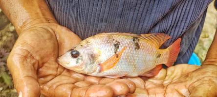 Man holding quite large tilapia. photo