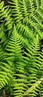 Portrait of the macrothelypteris torresiana plant or often called a fern plant. photo