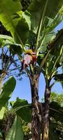 Portrait of a banana tree that is starting to bear fruit photo