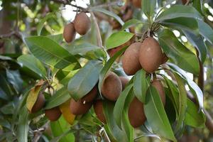 manilkara zapota, comúnmente conocido como sapodilla, sapota, chikoo, naseberry o níspero, es un árbol de hoja perenne de larga vida nativo del sur de méxico, américa central y el caribe. foto