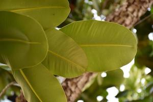 Natural leaves background. photo
