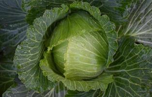 cabeza de repollo, que es una agricultura doméstica de los tailandeses. A los tailandeses les gusta plantar alrededor de su casa. foto