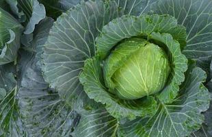 cabeza de repollo, que es una agricultura doméstica de los tailandeses. A los tailandeses les gusta plantar alrededor de su casa. foto