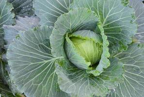 cabeza de repollo, que es una agricultura doméstica de los tailandeses. A los tailandeses les gusta plantar alrededor de su casa. foto